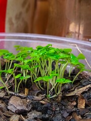 Holy basil seedlings herb nature
