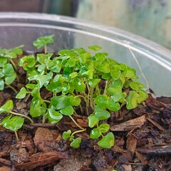 Holy basil seedlings herb nature
