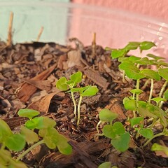 Holy basil seedlings herb nature
