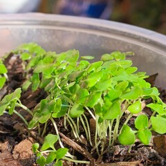 Holy basil seedlings herb nature
