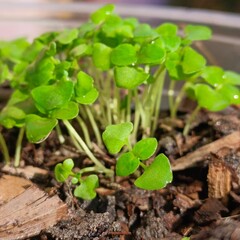 Holy basil seedlings herb nature
