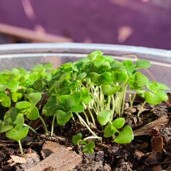 Holy basil seedlings herb nature
