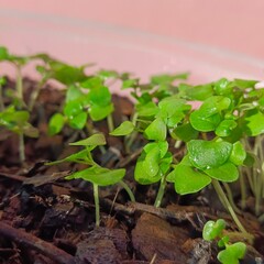 Holy basil seedlings herb nature
