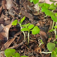 Holy basil seedlings herb nature
