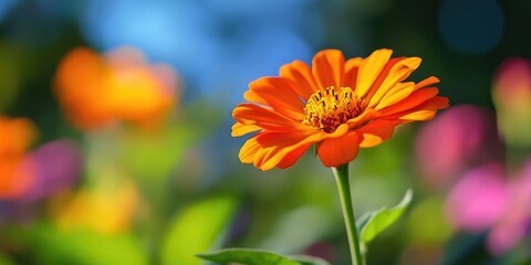 Bright Orange Daisy in Garden