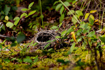 Empty Bird Nest Amid Lush Greenery in a Forest Setting