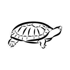 sea turtle, vector sketch