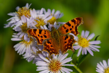 Close up of a comma butterfly, Polygonia c-album