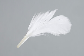 One white feather on light grey background
