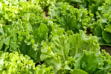 A bunch of green lettuce leaves are growing in a garden