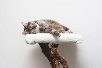 cat on a tree