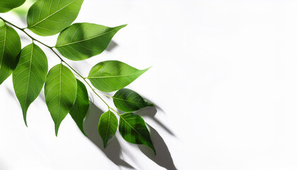  isolated shadow of a tree branch with leaves on a white background, with copy space for your text 