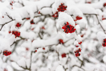 red berries in snow