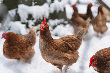 chicken in winter © Luise