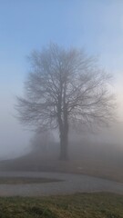 In the park by the path, in the fog, the silhouette of a tree with bare branches