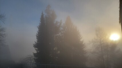 To the right, a blurred disk of the sun appears in the fog among the trees