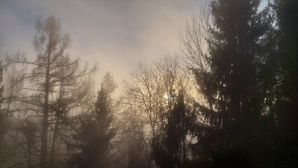 Silhouettes of trees against a lightening sky in a light fog