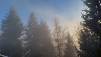 Fototapeta premium Sun clears the morning fog. Light pours through the treetops