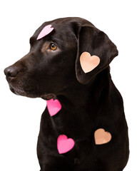 Labrador dog with pink sticker hearts. valentine's day. greeting cards for day of love. pet on a...