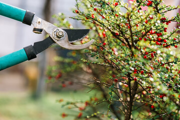Gardener pruning tree with pruning shears