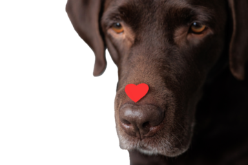 Labrador dog with red-colored portrait stickers with hearts. valentine's day. Love day greeting cards pet on transparent background, place for text