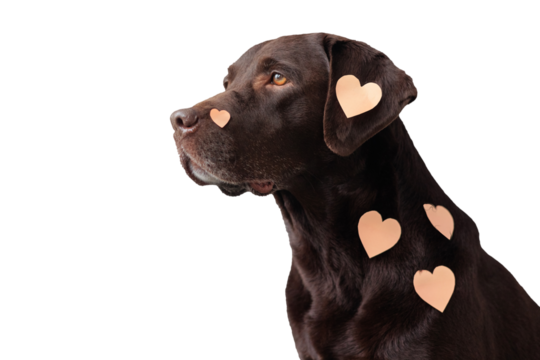 Labrador dog with peach-colored stickers pasted on hearts. valentine's day. Love day greeting cards pet on transparent background, place for text