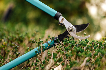 Obraz premium Gardener pruning tree with pruning shears