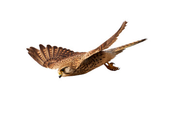 Common kestrel isolated (Falco tinnunculus). Bird of Prey in flight