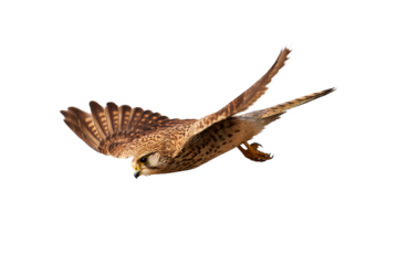 Common kestrel isolated (Falco tinnunculus). Bird of Prey in flight