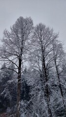 Against the background of a coniferous forest and the sky, trees with bare branches in frost form a lace pattern.