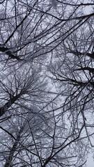 Abstract drawing of thin and thick black branches of trees covered with frost. View from below