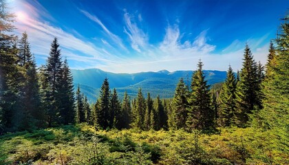 Obraz premium sunset in the forest