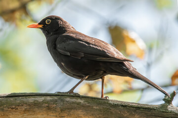 Amsel im Baum