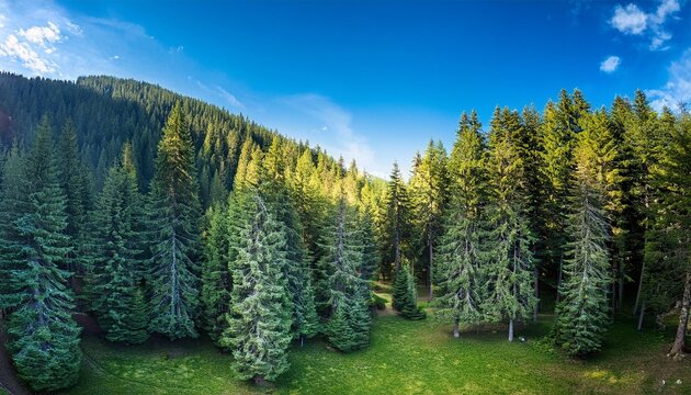 landscape with mountains and trees