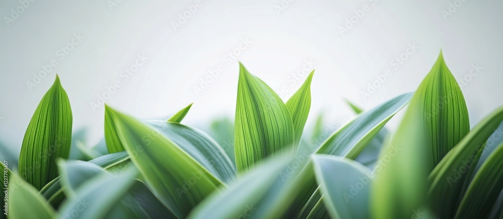 Poster vibrant green leaves of ornamental plant creating a natural backdrop with ample space for text and d