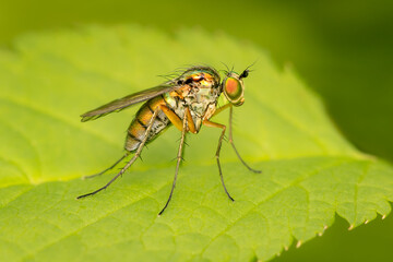 Long legs fly with metallic shine resting on a green leaf with copy space