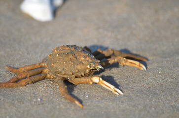 Closeup Macro of the Common Spider Crab on the Beach
