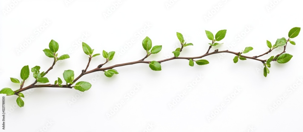 Poster fresh green plant branch isolated on white background with ample empty space for personalized text a