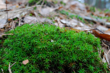 a cluster of green Polytrichum moss among dry grass in a dark forest