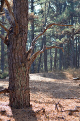 Old crooked pine tree in the forest hike
