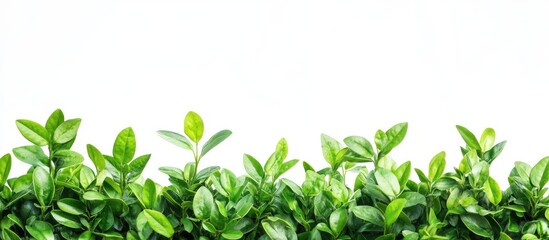 Obraz premium Fresh Green Foliage Isolated on White Background with Space for Text or Design Elements