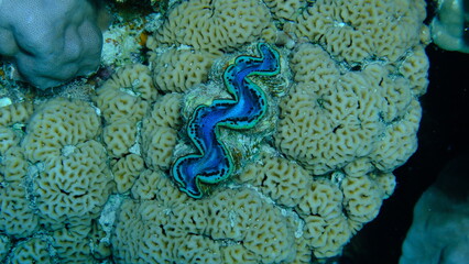 Maxima clam or small giant clam (Tridacna maxima) undersea, Red Sea, Egypt, Sharm El Sheikh, Montazah Bay