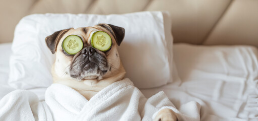 A cute pug with cucumber slices on his eyes in a white robe lies on the bed on a pillow and relaxes. White banner with place for text