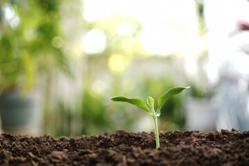 Small pumpkin sprout growing macro closeup