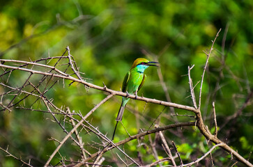 Aves maravillosas