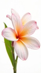 Fototapeta premium Close-up of isolated frangipani, pure white backdrop Vivid colors, intricate details , floral, vibrant
