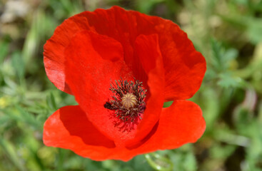 Fototapeta premium Flores europeas