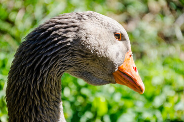 Aves maravillosas
