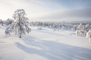 Naklejka premium Winter landscape in Pallas Yllastunturi National Park, Lapland, Finland