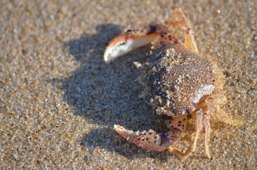 Macro Closeup of Ovalipes ocellatus Lady Crab on beach sand